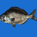 Falso-Maomao - Photo (c) FishWise Professional, alguns direitos reservados (CC BY-NC-SA)