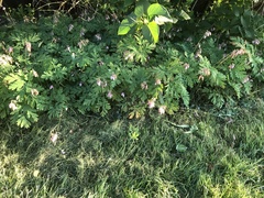 Dicentra formosa