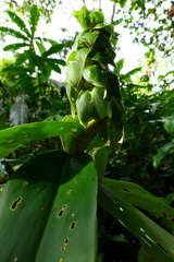 Dimerocostus argenteus