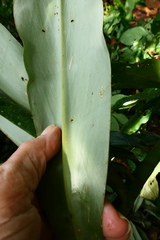 Dimerocostus argenteus