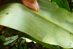 Dimerocostus argenteus