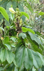 Dimerocostus argenteus