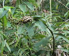 Dimerocostus argenteus