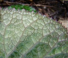Lichtensteinia latifolia