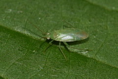 Blepharidopterus diaphanus