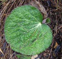 Lichtensteinia latifolia