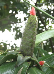 Costus weberbaueri