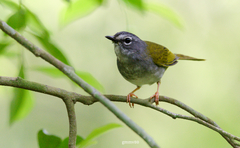 Myiothlypis leucoblephara