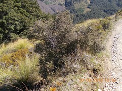 Coprosma propinqua propinqua