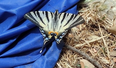 Iphiclides podalirius