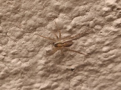 Pardosa delicatula