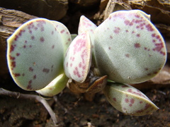 Adromischus maculatus