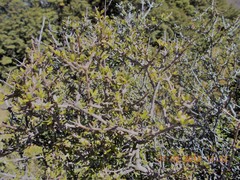 Coprosma propinqua propinqua