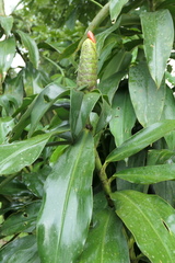Costus weberbaueri