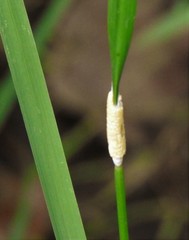 Epichloe glyceriae