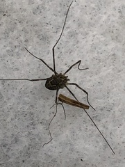 Leptobunus