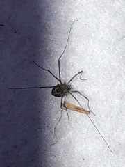 Leptobunus