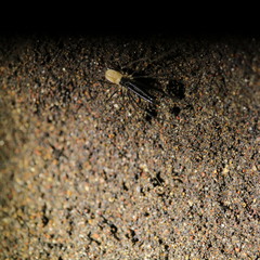 Taracus marchingtoni