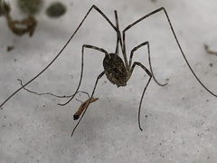 Leptobunus