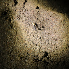 Taracus marchingtoni