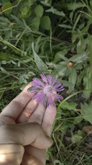 Centaurea jacea