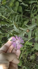 Centaurea jacea