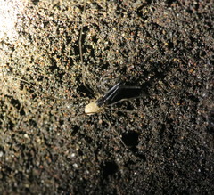 Taracus marchingtoni