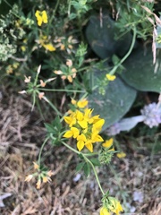 Lotus uliginosus