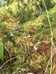 Euphrasia scottica