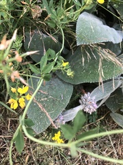 Lotus uliginosus