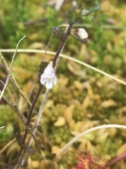 Euphrasia scottica