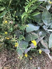 Lotus uliginosus
