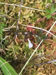 Euphrasia scottica