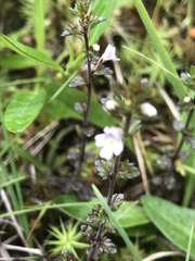 Euphrasia scottica