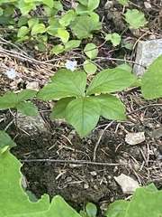 Lysimachia latifolia