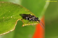 Antrocephalus