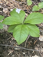 Lysimachia latifolia