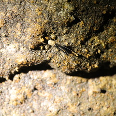 Taracus marchingtoni