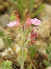 Teucrium divaricatum