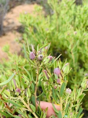 Leucadendron lanigerum