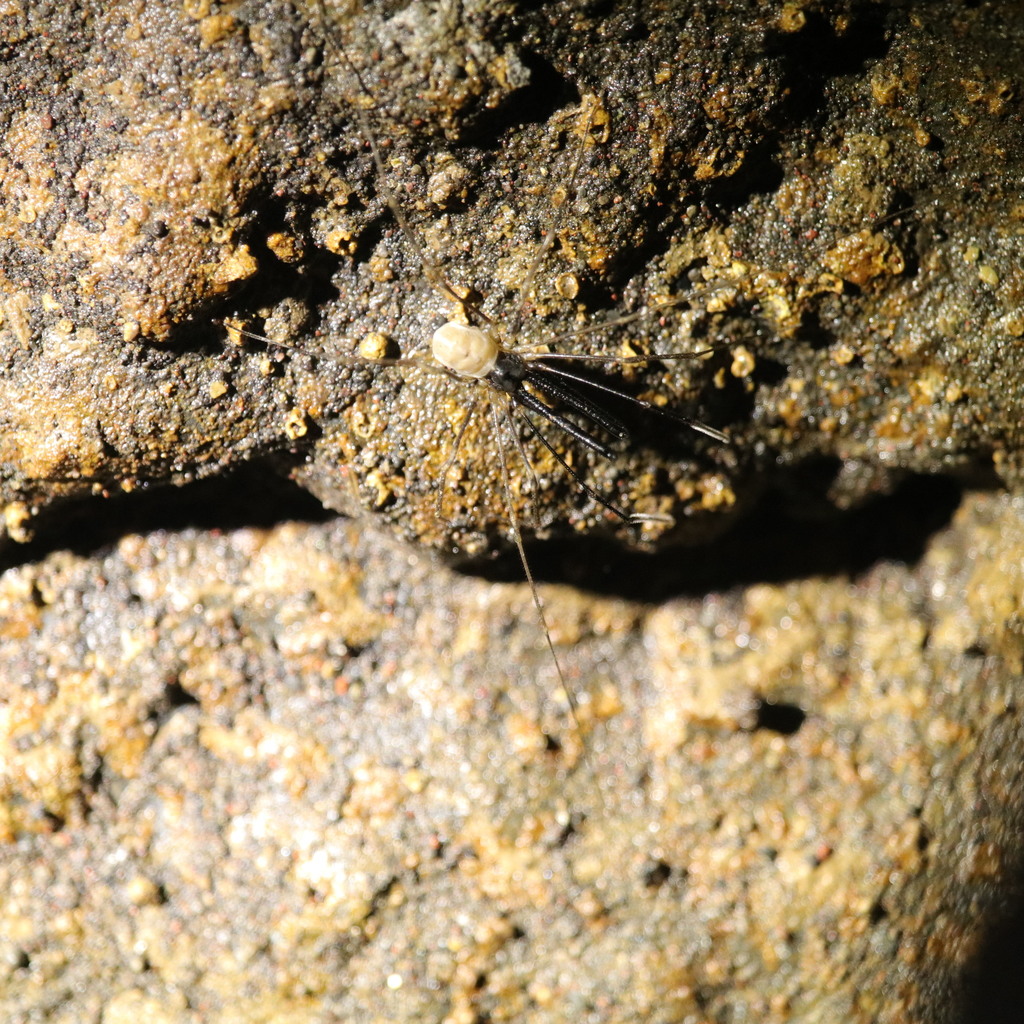Taracus marchingtoni