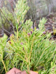 Leucadendron lanigerum