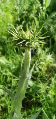 Onopordum macracanthum