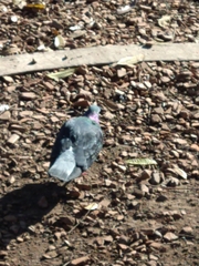 Columba livia