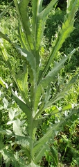 Onopordum macracanthum