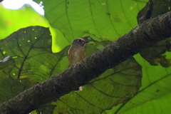 Muscicapa ferruginea