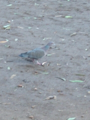 Patagioenas picazuro