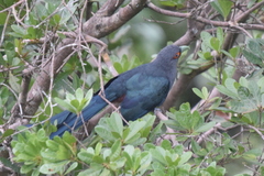 Phaenicophaeus sumatranus