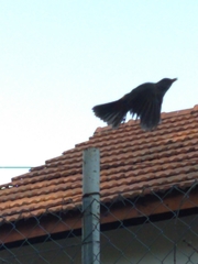 Turdus rufiventris