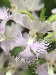 Platanthera shriveri